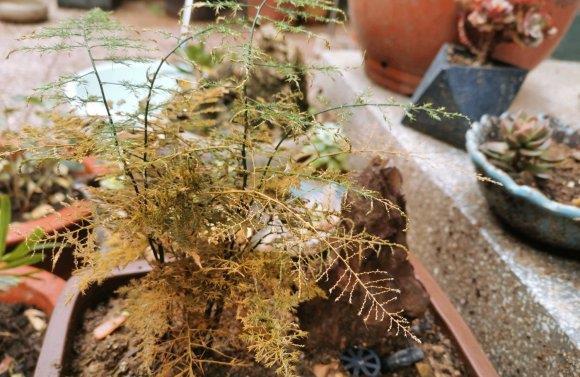  「光照」这几种绿植，见不得光，太阳一晒就黄叶，自然光反而长的旺
