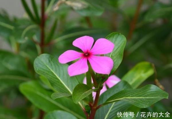 『盆栽』阳台养什么花？这3种小盆栽真不错，尤其最后一种，养花人都喜欢