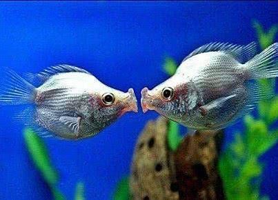  『神经系统』为什么只有七秒记忆的鱼，总能躲开钓鱼人的饵料陷阱