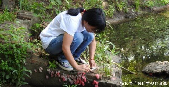 曾在中国泛滥成灾的“福寿螺”，如今为何消失了，它们去那了