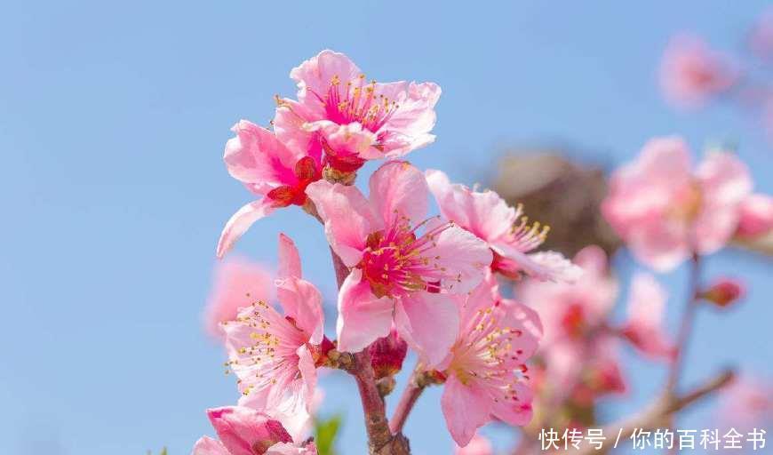 『浪漫』十二个月,十二种花,中国传统花朝节是如此的浪漫美好!