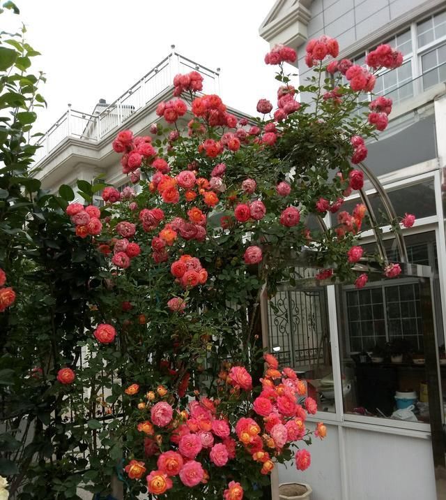  花墙@此款藤本植物，长势超快，可养成花墙，多季开花，阳台盆栽也可以
