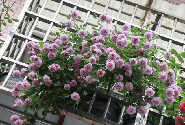  「誉为」此花被誉为百花之王，姿态不输牡丹玫瑰，还对健康有很大帮助