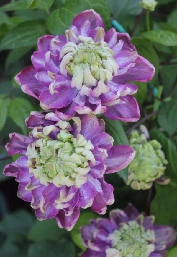  #图片作者#有一颗爱花的心，就算只有个封闭小阳台，也能养出一片花海！
