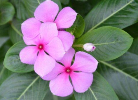  「长春花」这5款皮实耐旱花，养在小院，开花一茬一茬，花姿优雅多态，超美