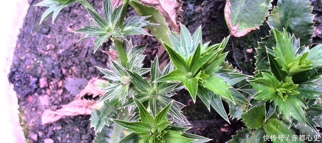  香菜@农民以为是杂草，却是1种“香菜”，种植1斤卖20元，1亩赚1