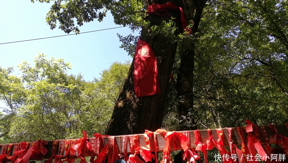 1300多年前皇帝种下的古树，被雷劈后枯木逢春，引来众人祭拜