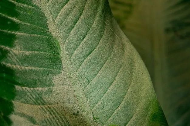  植物的叶片■两三周给室内植物清洁一次，远离病虫害，让叶子更油亮