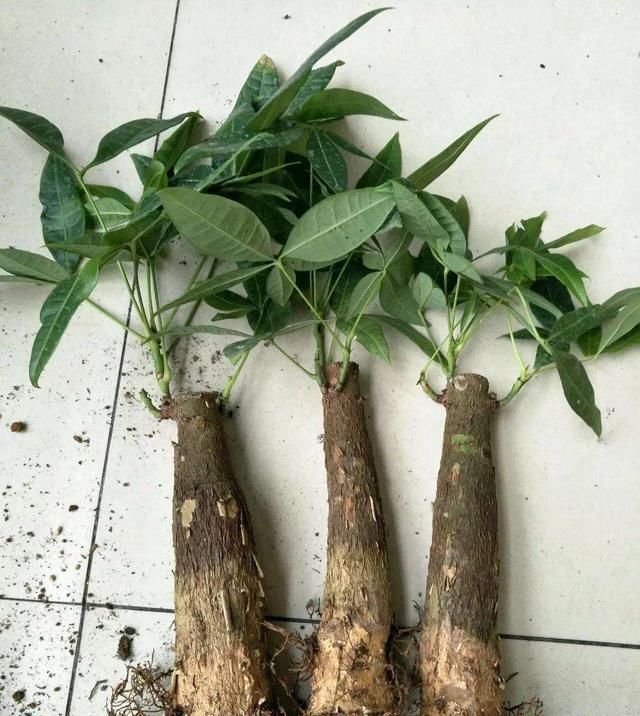  「无非」发财树掉叶子怎么办？无非是这2点，改正了叶子绿，嫩芽多枝干壮