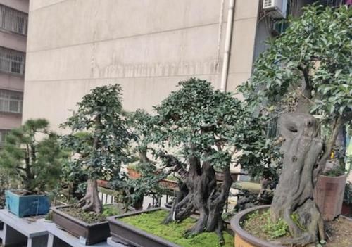 年后■客厅养“金弹子”,10年后挂果,茎干变粗“4倍”,1盆卖1万,值