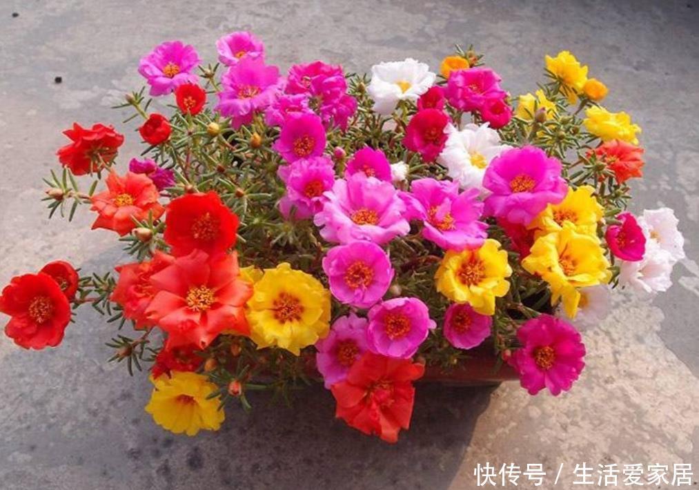  『促使植株』5月养太阳花，给它补充1种肥，花苞长更多，花开满盆