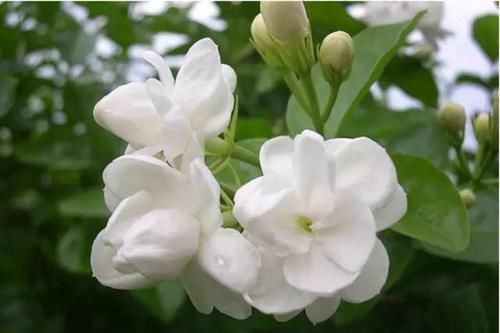  『代表着』花友选出了自己认为最美的50种花