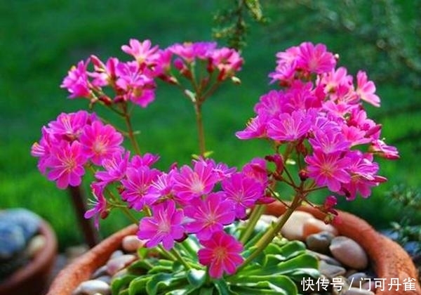 『外国』一种外国的微型花,名叫露微花,开花漂亮花色多,怎么看都喜欢
