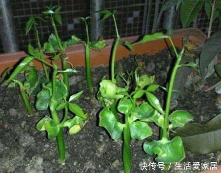 扦插|发财树能播种?只需“1果1枝”,自己就能活一盆,长的阳台放不下