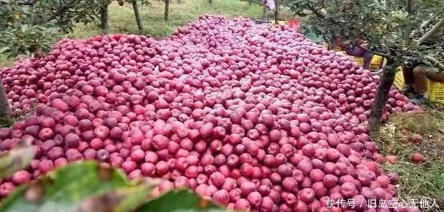  【花牛苹果】上半年10元一斤供不应求，现3毛烂大街，产地堆成山