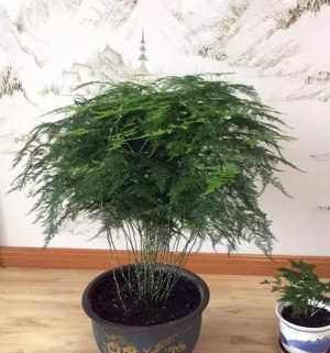养鱼水|家里的这些花浇水要正确,学会这几招,不怕再把花浇死!