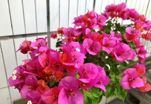  #开花比较勤#三角梅“催花期”怎么施肥？学会“花期施肥法”，一年四季开不断