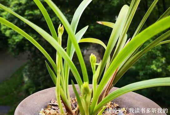 「健胃」健胃消食片之所以能够为兰花作用,主要与它的的成分有关
