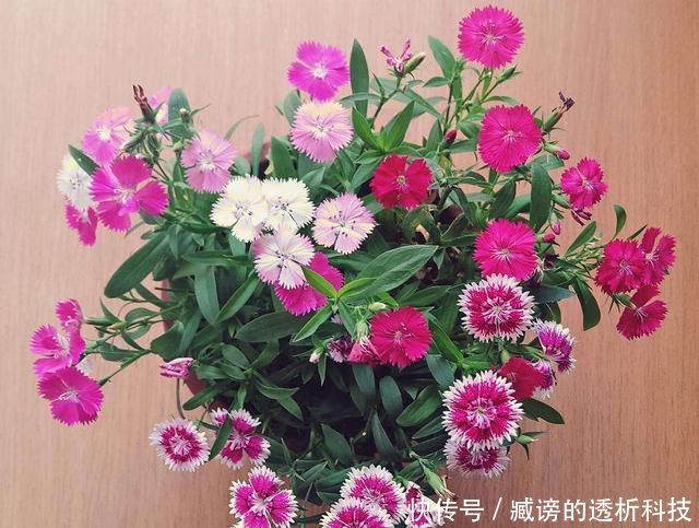  『蓝雪花』春天养了“4种花”，一出太阳就开花，花量大颜色美，是开花机器