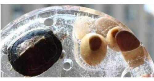  「标本」你见过东北的集市吗？冻鱼冻水果都不算啥，乌龟都被冻