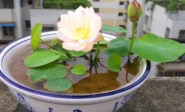 「回家」“高颜值”的3种花,回家“养2盆”,有阳光就开花
