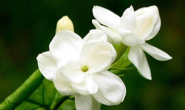  [栀子花]家庭盆栽栀子花，4点养护知识，学习养栀子花，白花开满盆