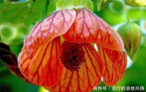 「蓝雪花」喜欢在家中养护花卉,就选择花朵美艳,开花量大、花期长的花卉