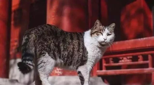 走！去故宫吸猫，181只皇家猫全都撸一遍
