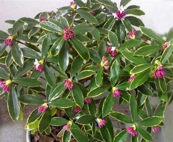  「还要」比香水还要香的9种花，养在阳台上，满屋飘香