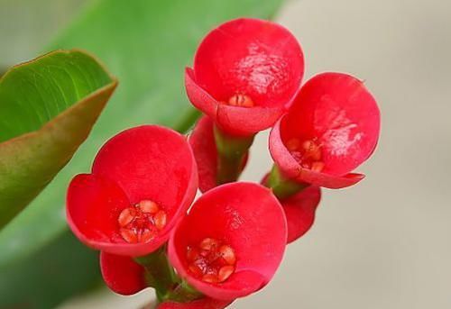  『开成』阳台盆栽，就选泽这几款花卉，清新高雅，色彩动人，花开成瀑布