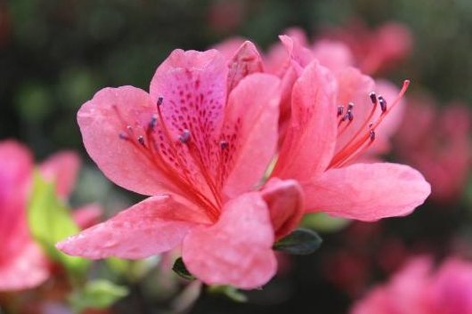  「养护」5款懒人花卉，花开似绣球，全年循环绽放，枝头花苞满满，美翻了