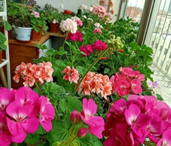 【养分】人人都喜欢的4种花,花朵漂亮又好养,一养就爆盆,开满阳台!