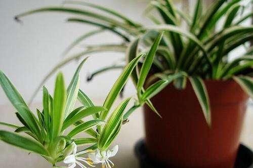 越养越■这3种植物虽然“丑”，却是天然“空气净化器”，越养越值钱