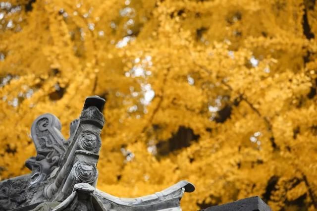 李世民种的银杏树火到国外,美了1400年!西安,火出圈了