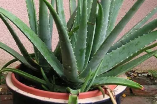  『发芽』芦荟烂根了别着急,这样处理一下,植株生根快,发芽早