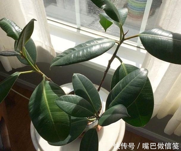 『对移栽的影响』盆栽橡皮树如何从水培转化为土培?4点到位,对根须无负面影响