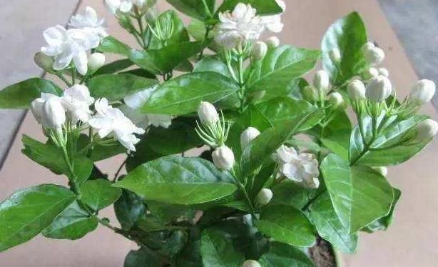  『夏季』希望自家的花草枝叶繁茂、开花旺？夏季勤修剪，3种植物砰砰开花
