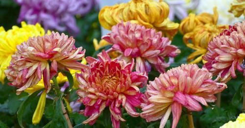  [正确]浇水正确，花卉不烂根，花色绚丽，花大花期长