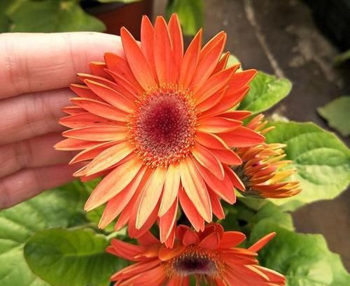  『非洲菊』还养绿萝吊兰？此花比它俩好养，花色美丽多彩，开花易爆盆，美啊