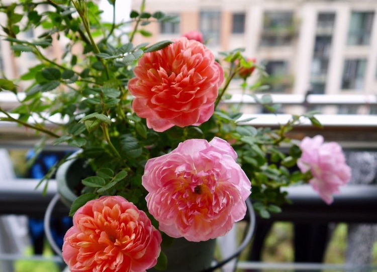  庭院@养花就养色泽鲜艳的，养在家里花香怡人，枝繁叶茂，庭院变花海