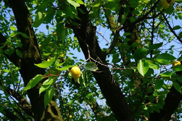 农村这种野果，以前是小孩的零食，营养价值高，如今很难吃到