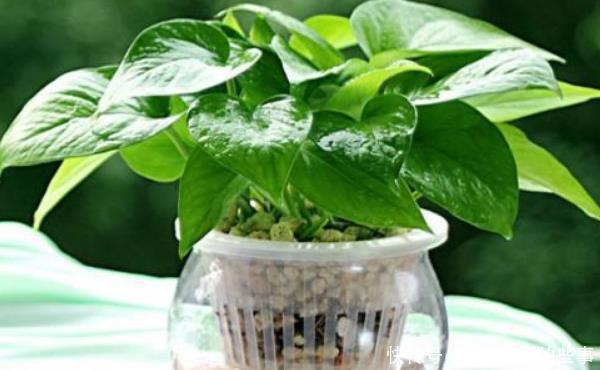  「抓紧时间」3种“植物”寓意好又旺财，有利于家人健康，抓紧时间养一盆吧！