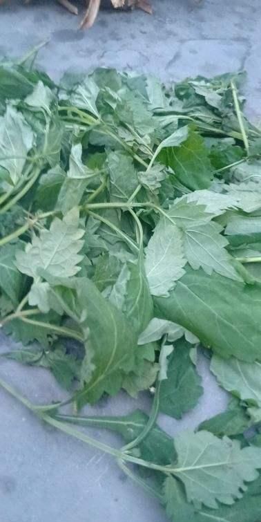  看起来■这7种植物，家庭里常见，看起来漂亮却有毒