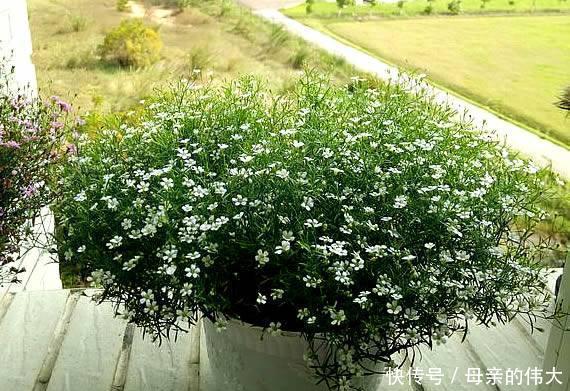  『植物』“满天星”按此方法养，1年开花300天，开出一条“巨型银河”