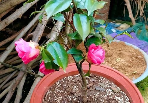  【养护】山上漫山遍野的松针土，扛回来半袋子，茶花配土不用愁，还不花钱