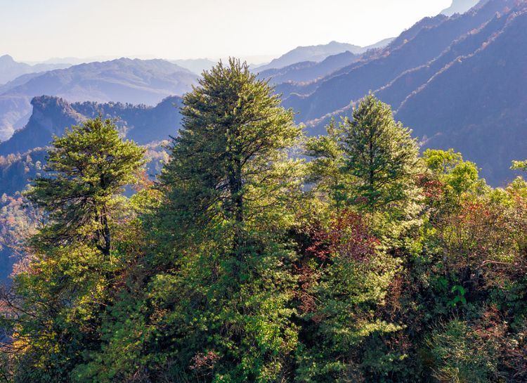 中国最“贵”的树木:美国曾用波音飞机换取幼苗,却被国人婉拒!
