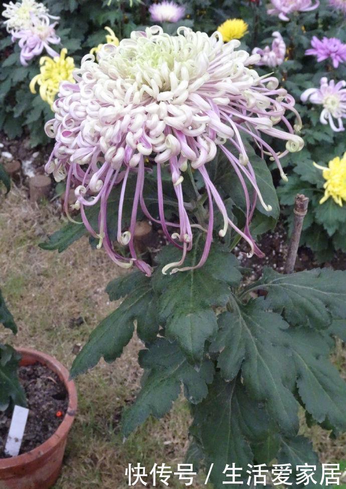  【龙面花】喜欢玫瑰，不如养盆“菊中精品”盘龙盈袖，粉嫩典雅，娇巧迷人！