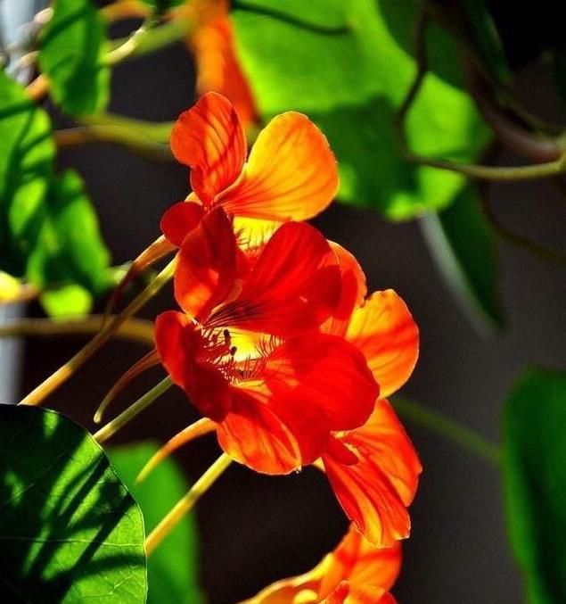  『绿萝』这花花期100天，一个枝条扦插一盆，叶子像荷叶，比绿萝漂亮好养