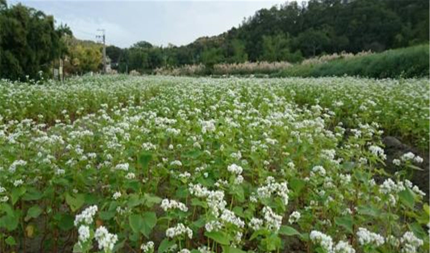 蕎麥種植蕎麥對水分的需要你知道多少