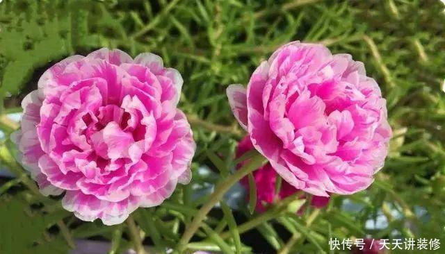  [图片作者]15种超级好养的花，不死鸟居然不是第一，“养花杀手”们试一试吧
